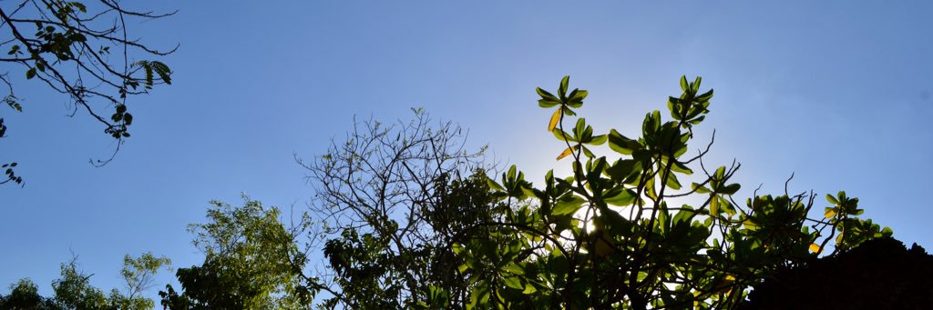 🕊🐝 banner