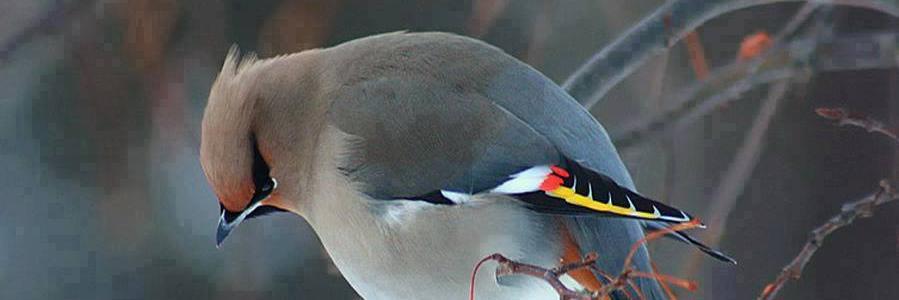 corivanngopal's profile banner image