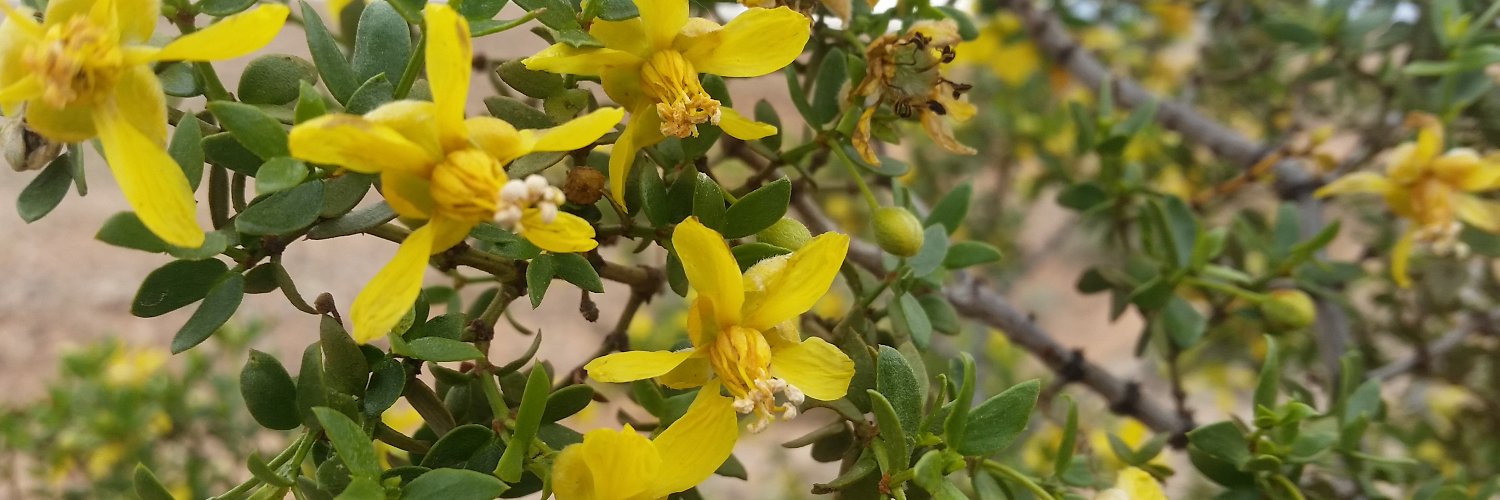 Alexandra K 🌻 banner