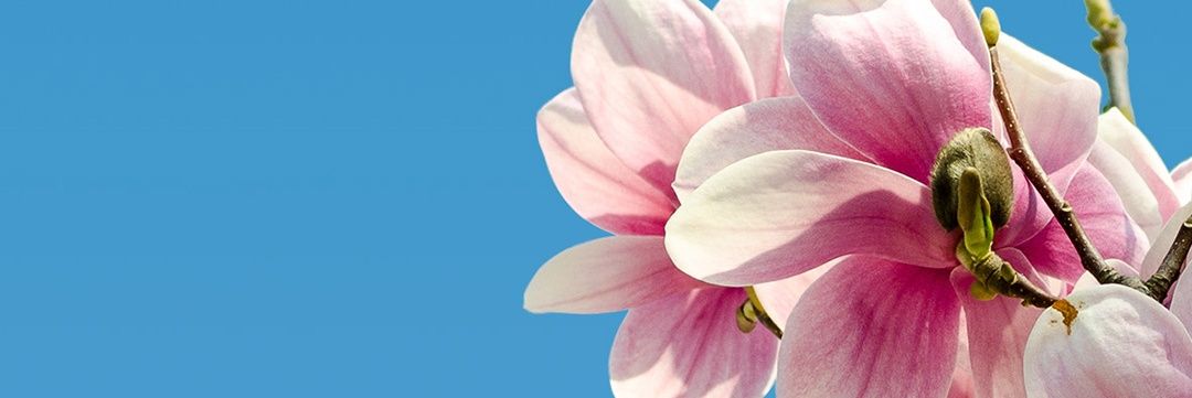 sabaa9090's profile banner image