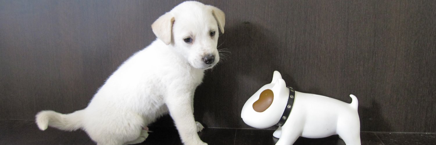 TerazoDog's profile banner image