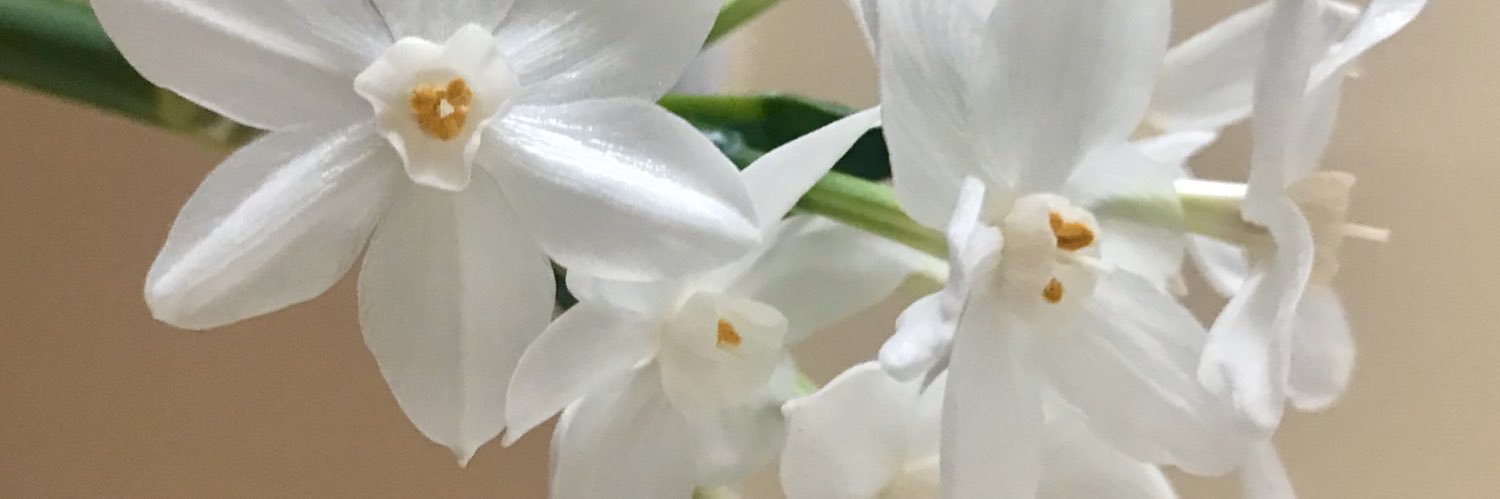 Nindixo's profile banner image