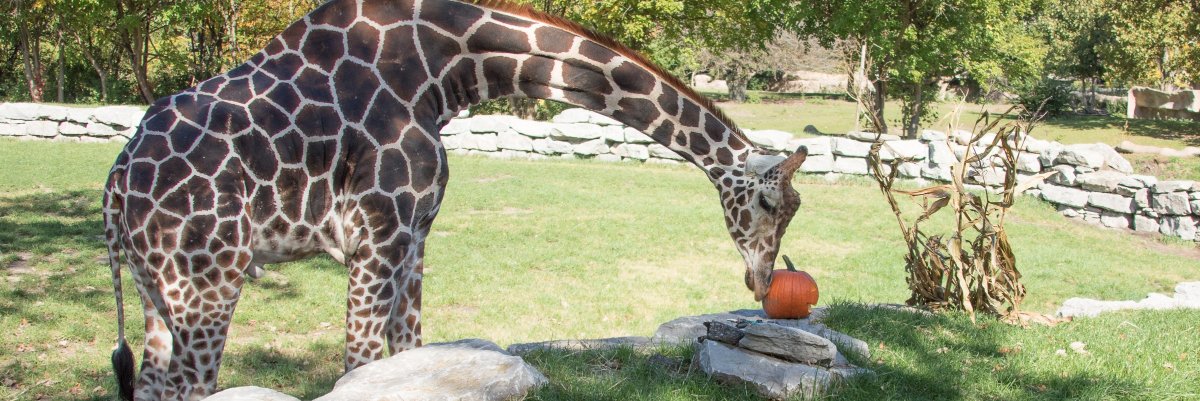 Daily Tribune banner