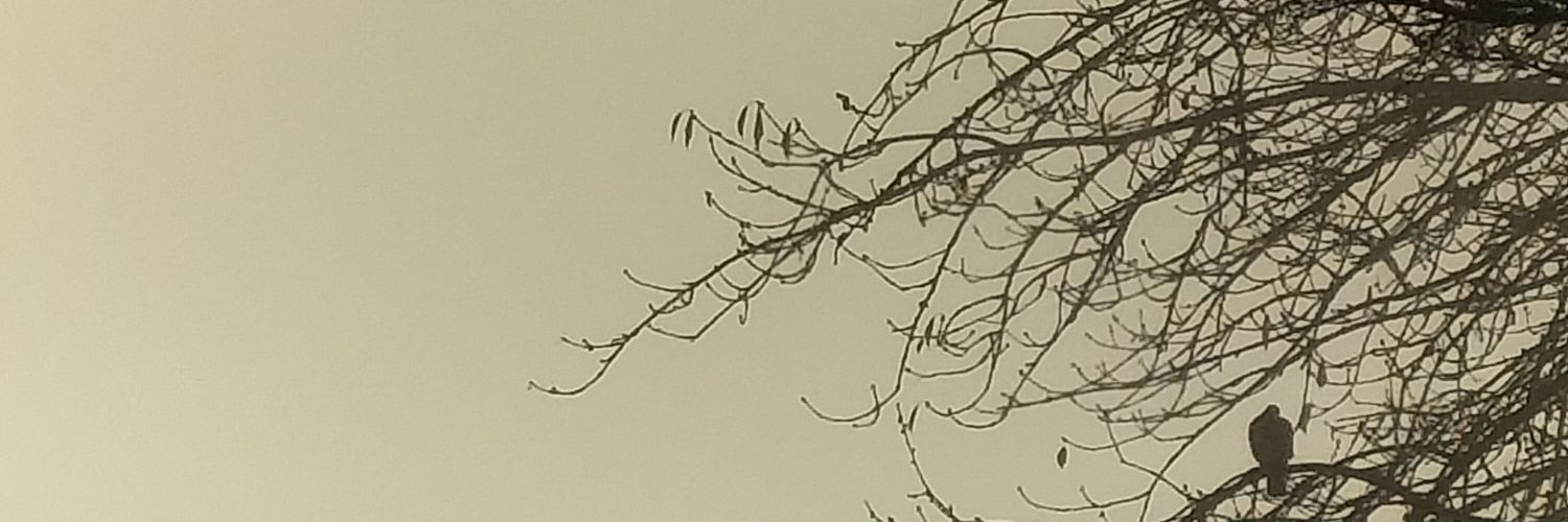 SallyOGray's profile banner image