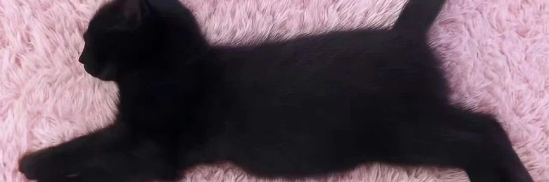 桃 banner
