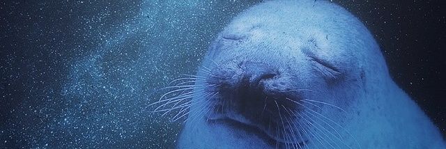 ハル🌸🐦 banner