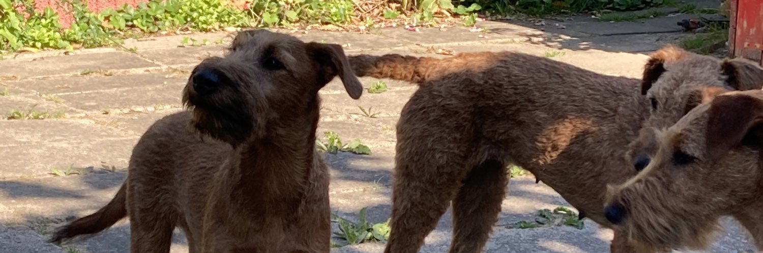 TheLinguist 🇺🇦 banner