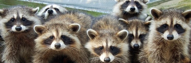 Wet Racoon banner