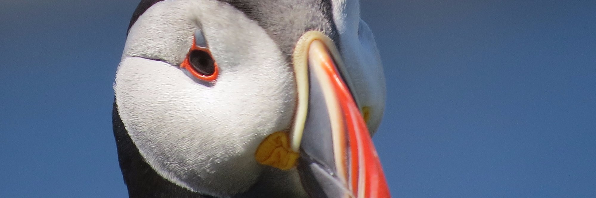 Tim Kenny, polyglot 🇬🇧 🇫🇷 🇮🇹 🇩🇪 🇺🇦 🇪🇺 banner