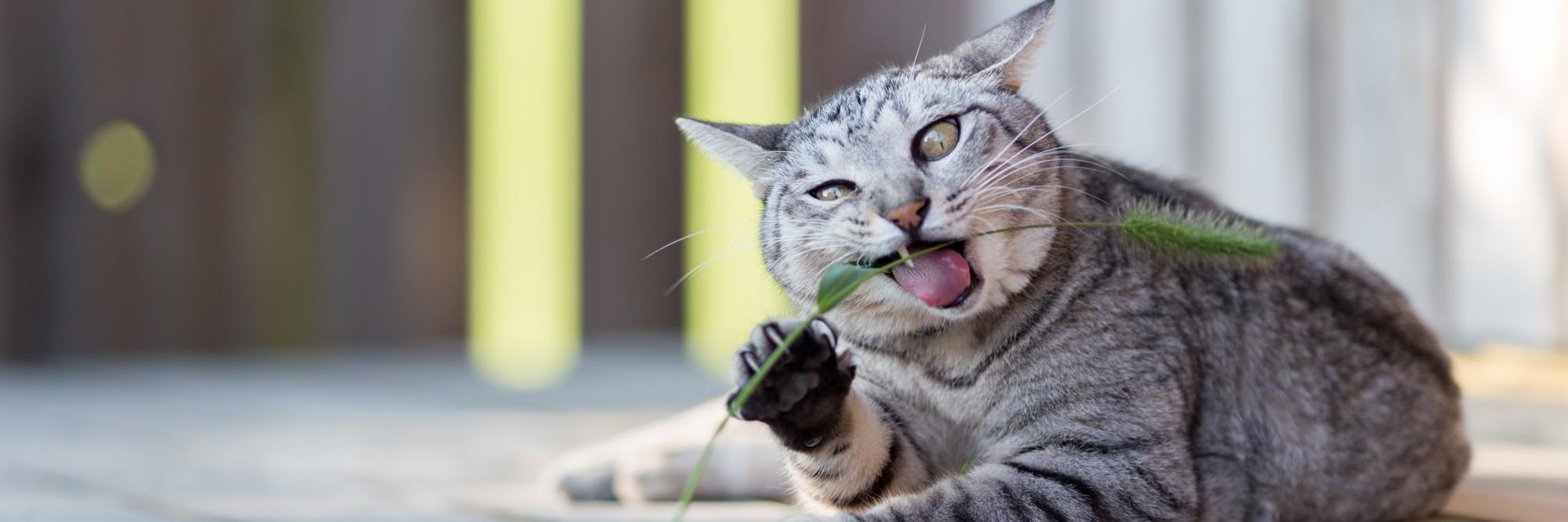 猫写真家 さくらもえぎ's banner