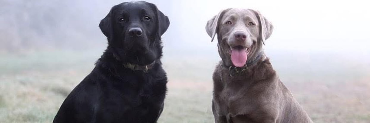 Kodeeace's profile banner image