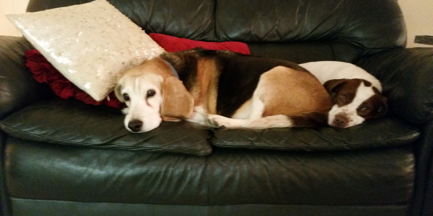 peace4paws's profile banner image
