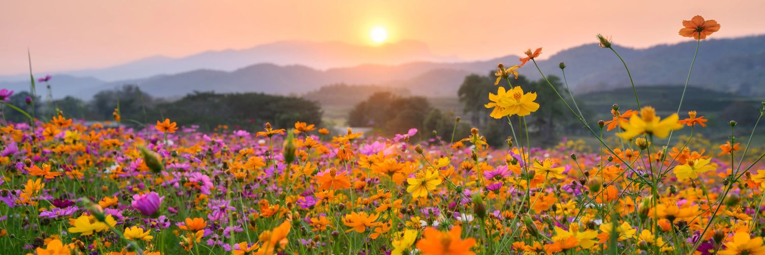 💗Squeeeeeks🪄🪄(Ichi The Witch Era) banner