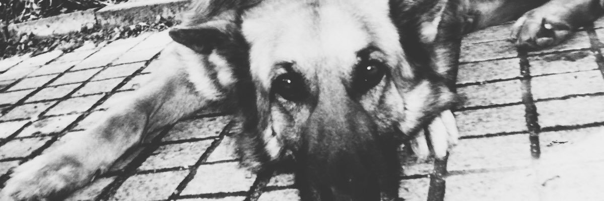 corisukey's profile banner image