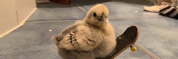 Dario Filimon banner