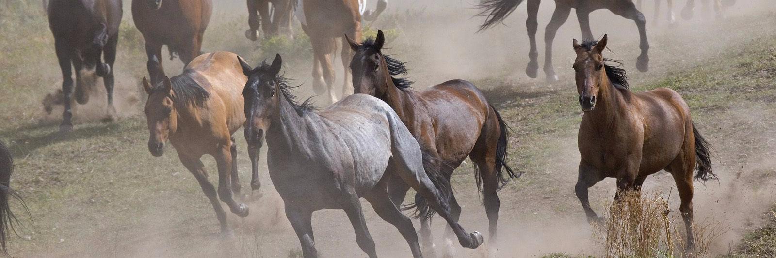 BelindaReps_Post banner