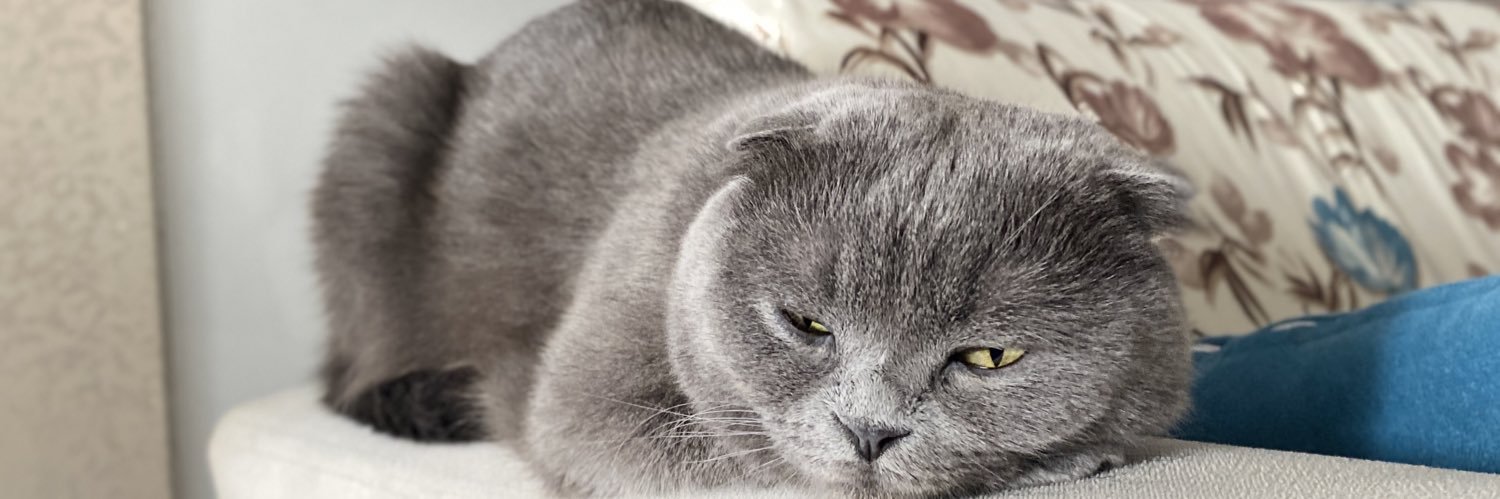 damlagulerr_'s profile banner image