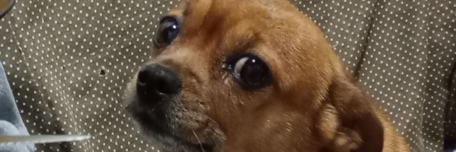dafne_srta's profile banner image