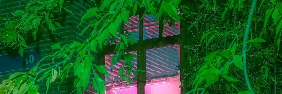 🌴🌠🦎Permian Extinction Survivor🐛🔮🌿 banner