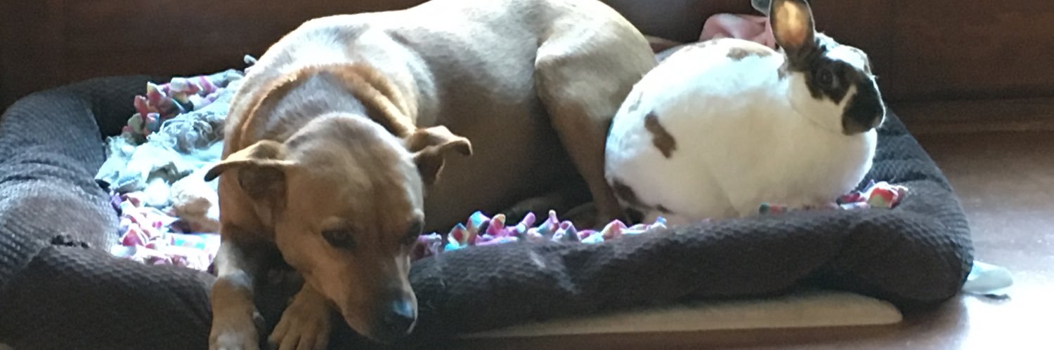 judy groeling banner