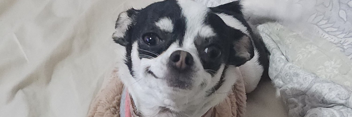 profezafiro's profile banner image