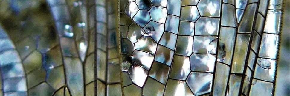 Jen Shean_Scientist to Educator banner