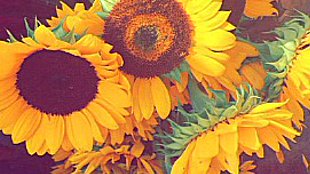 _isange's profile banner image