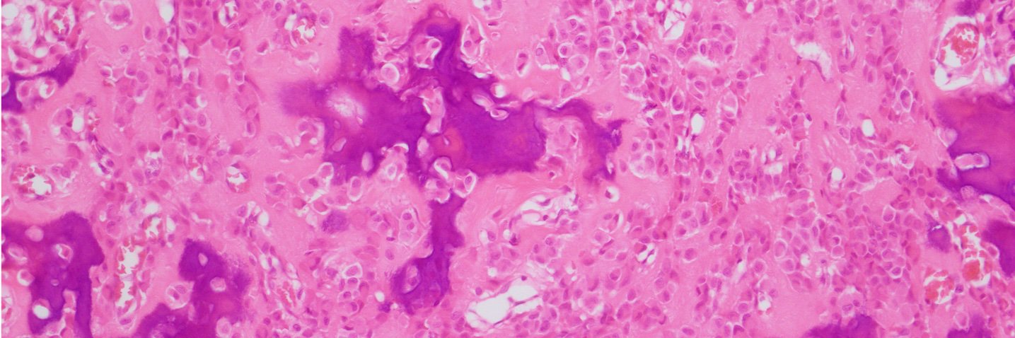 North American Society of Head & Neck Pathology banner