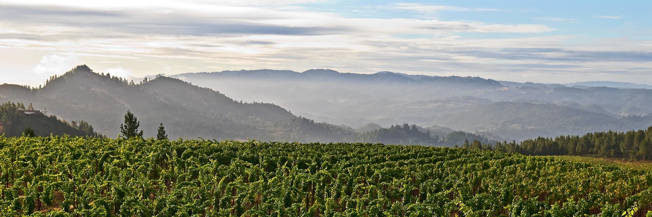 PMWinery's profile banner image