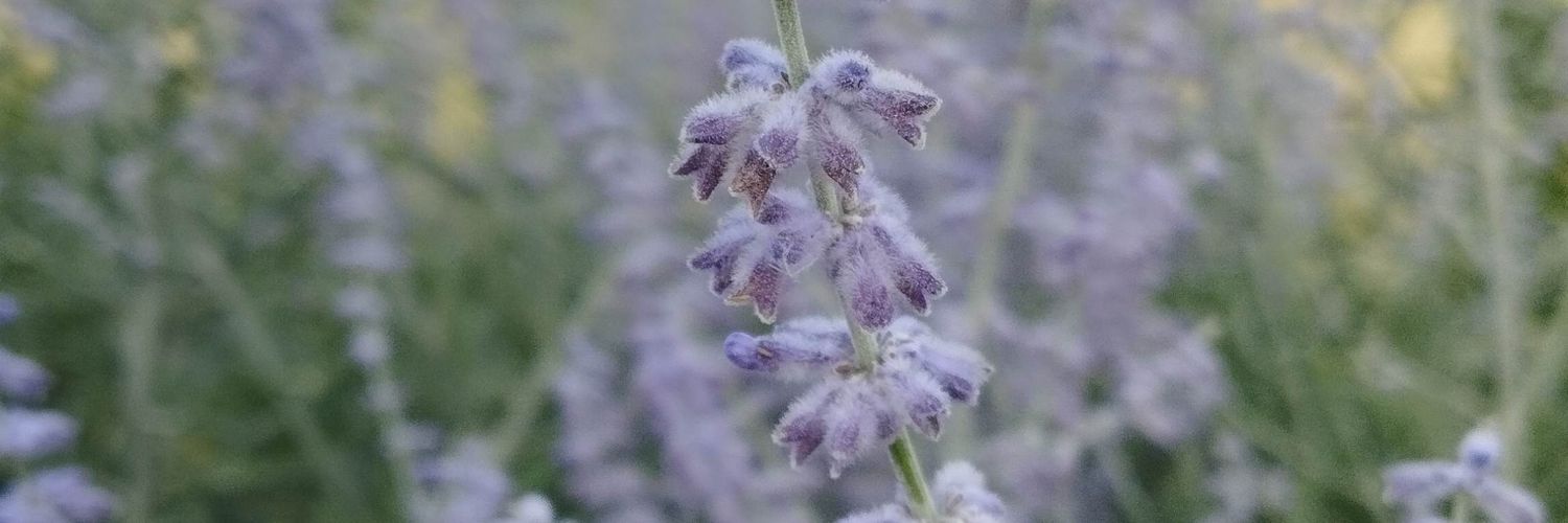 Amaloa42's profile banner image