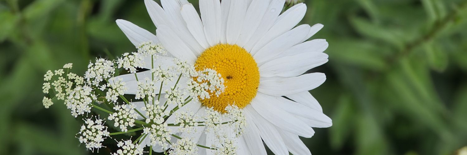 Dami A. Adeniyi banner