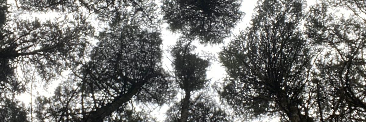 Eva Sof banner