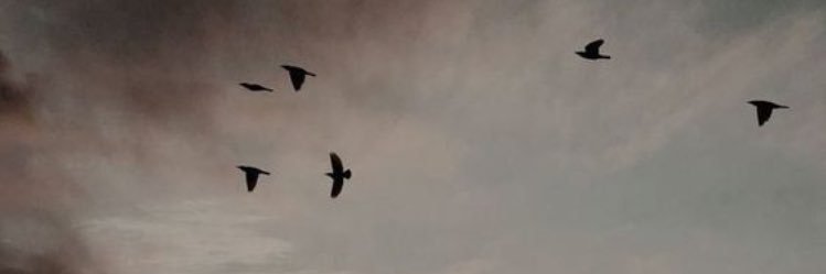 Zehra Yoldaş banner