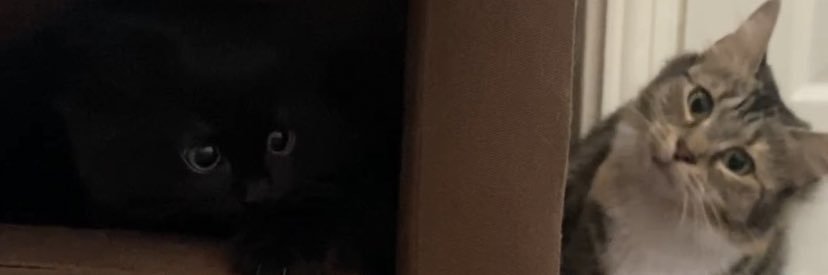 💖 lara 🐈‍⬛🪴 banner