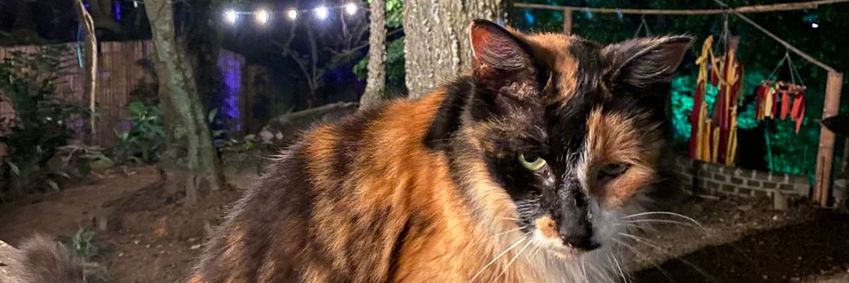 gatorange__'s profile banner image