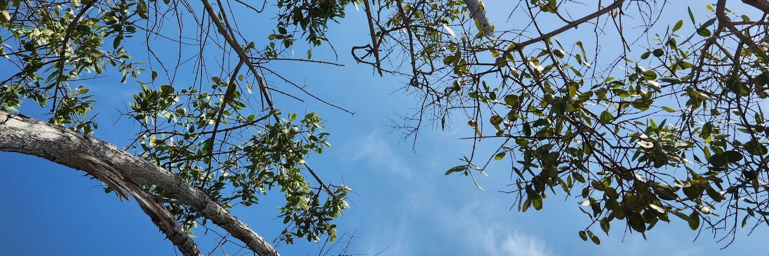 Sara Valeria banner