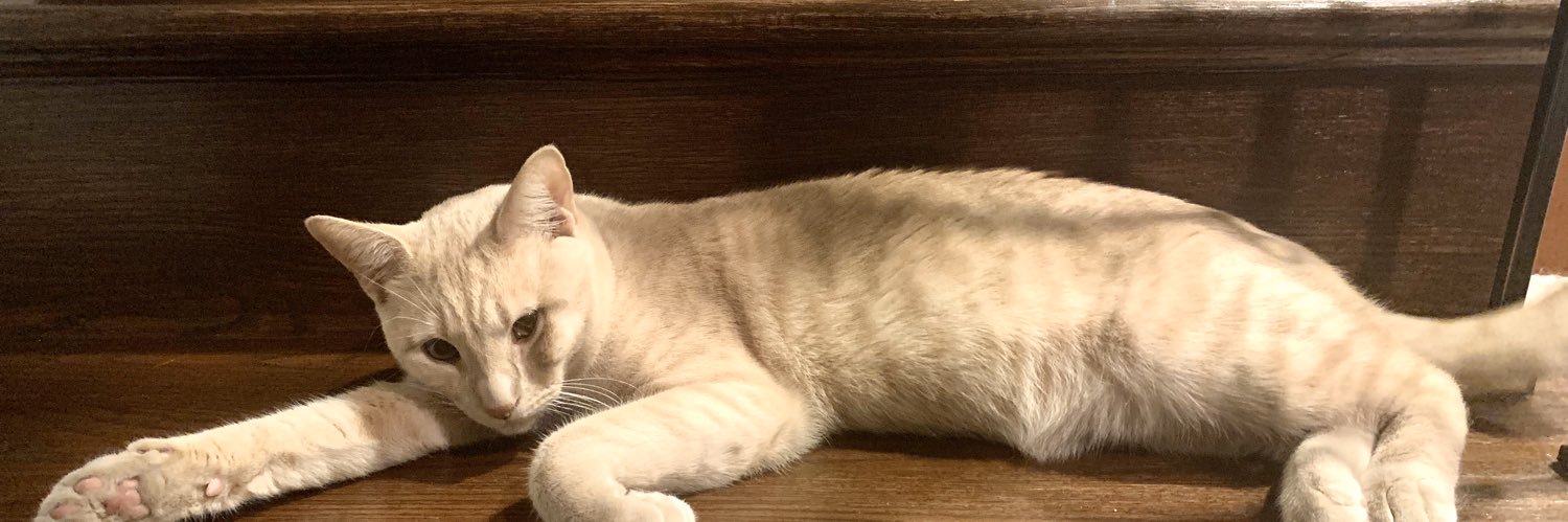 adam_cats's profile banner image
