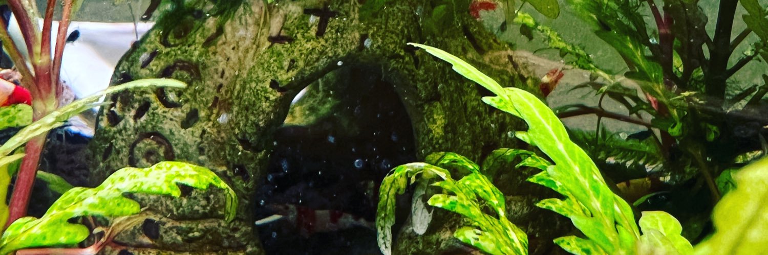 kuma_XXP's profile banner image