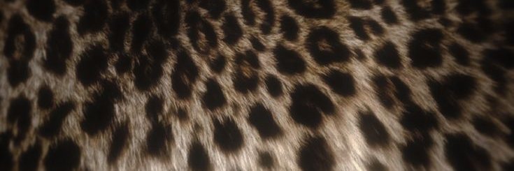 luudolly's profile banner image