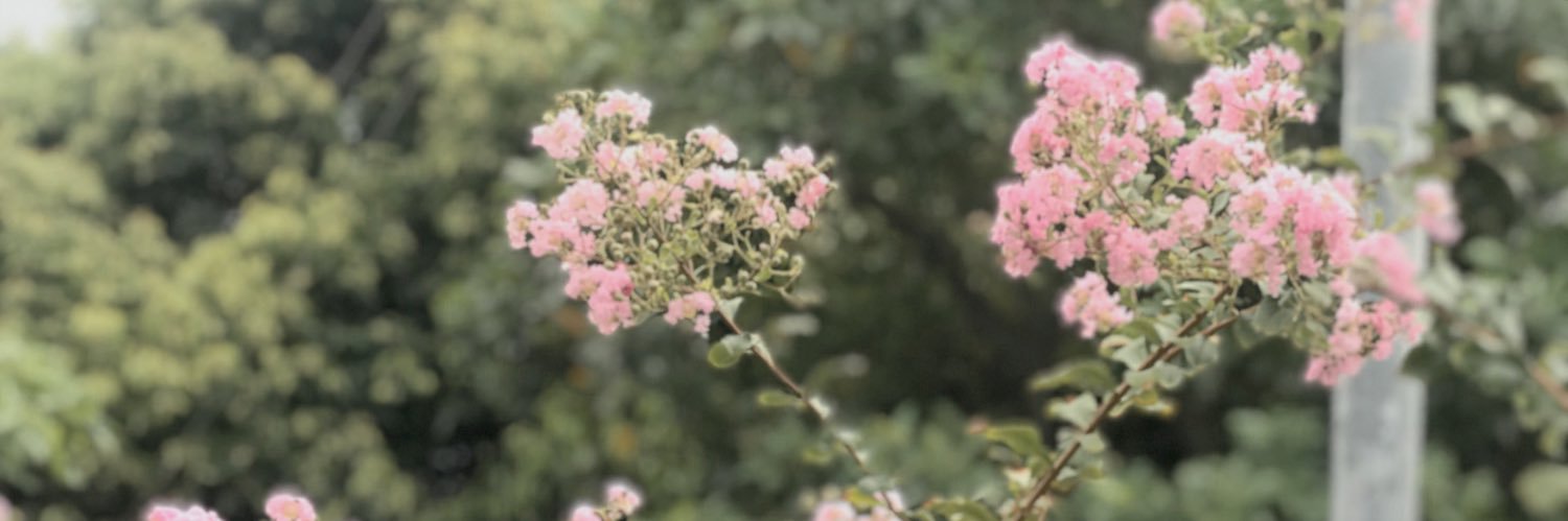 Toanpha92902881's profile banner image