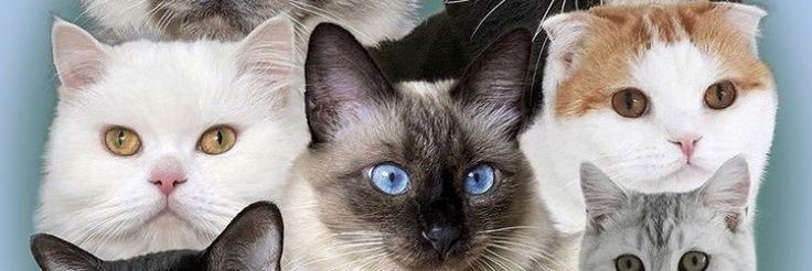 dee banner