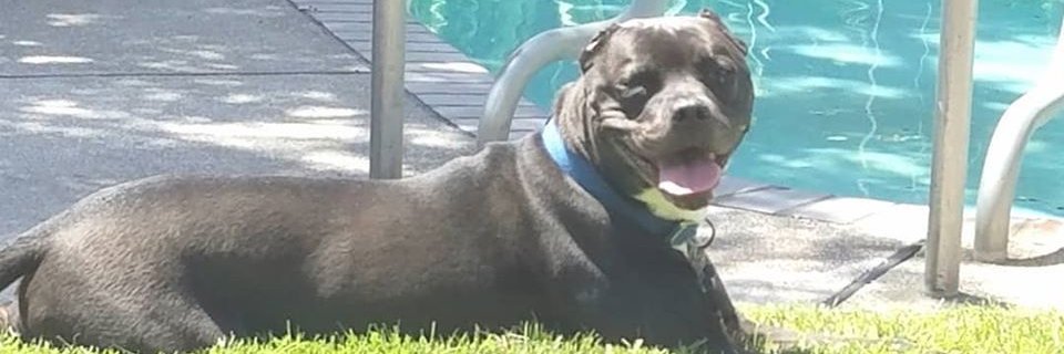 thejoyfulpit's profile banner image