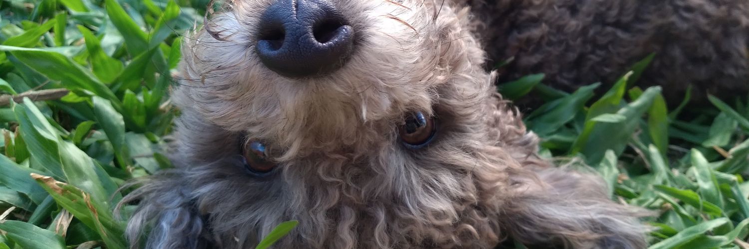 SofiBoffelli's profile banner image