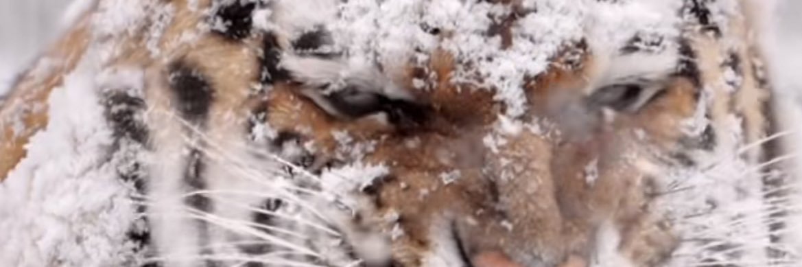 Critical thinker 🦋 banner