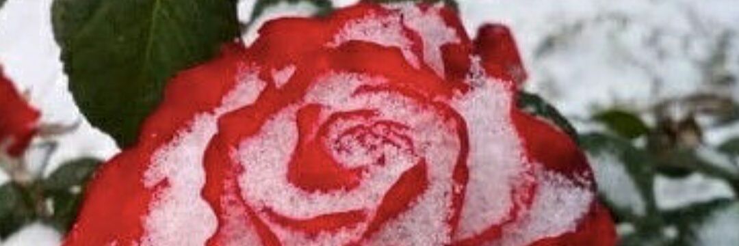 Анна Рязанова banner