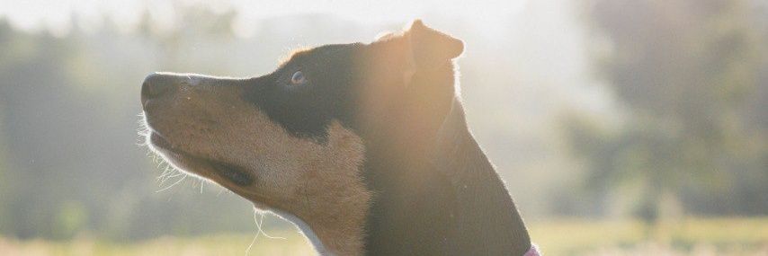 betortas's profile banner image
