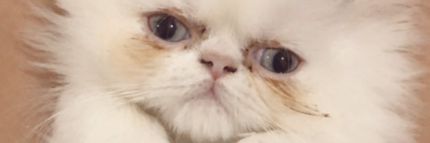 SteffiFinegan's profile banner image