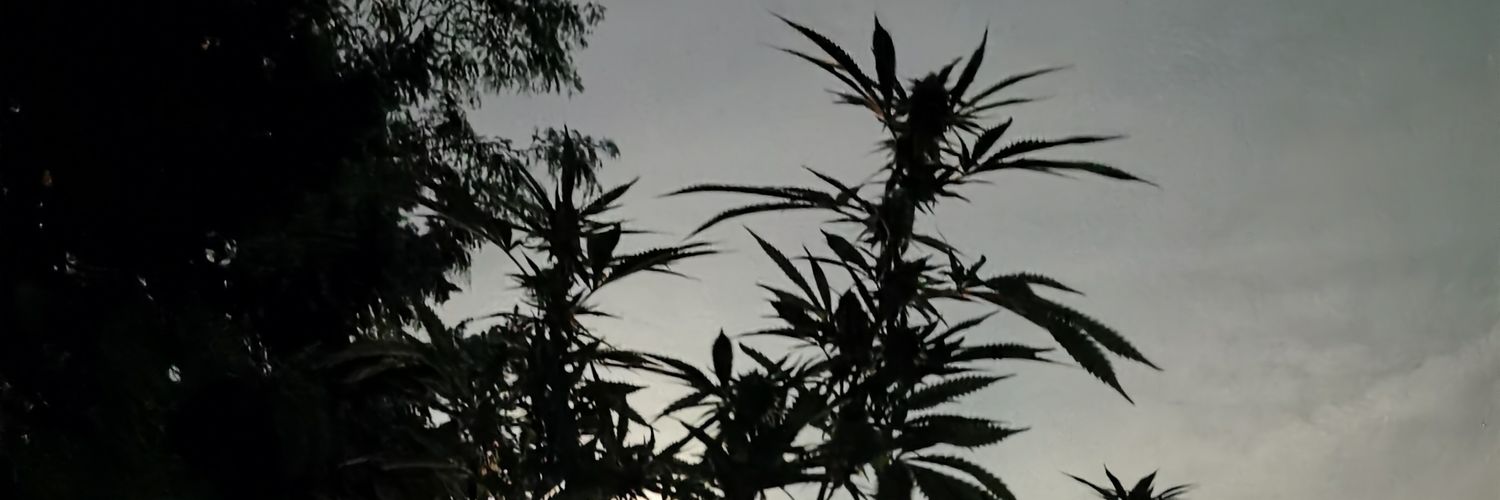 Common sense 74 banner