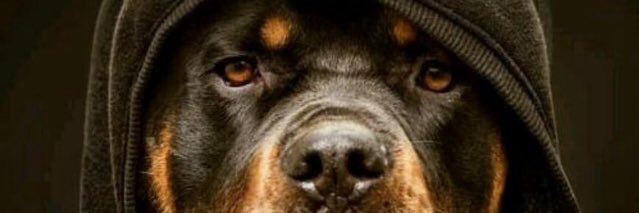 AdolfoAlvarez56's profile banner image