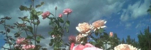 lamustangnoire's profile banner image